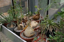 Коллекция О.В. Ильяшенко  (Донецк)