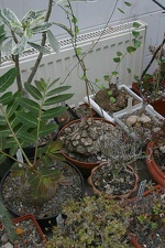 Коллекция О.В. Ильяшенко  (Донецк)