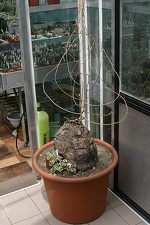 Коллекция О.В. Ильяшенко  (Донецк)