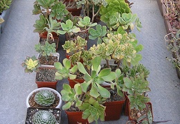 Коллекция Ивановой Елены (Киев)