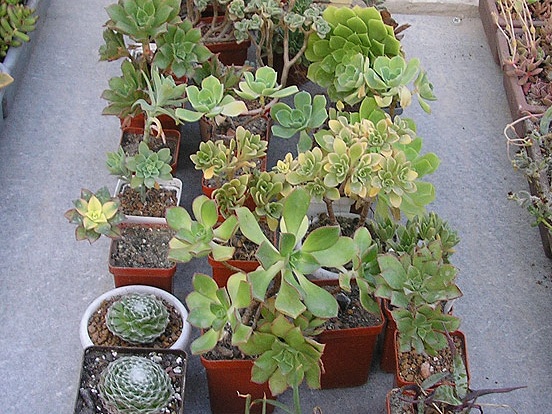 Коллекция Ивановой Елены (Киев)