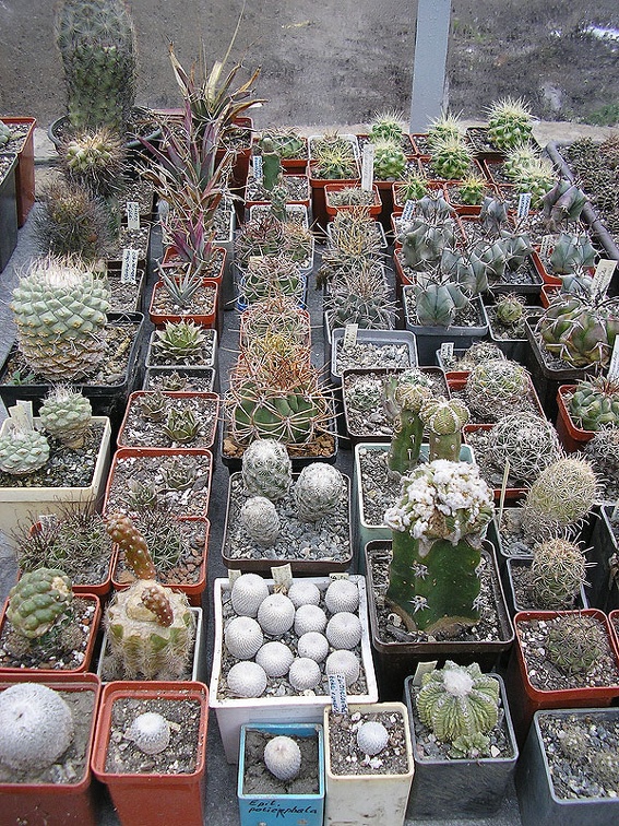 Коллекция Ивановой Елены (Киев)