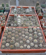 Коллекция Ивановой Елены (Киев)