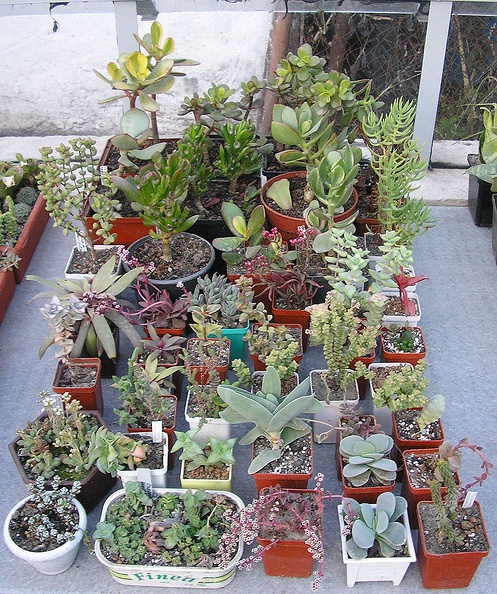 Crassula.jpg
