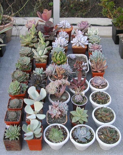 Echeveria.jpg
