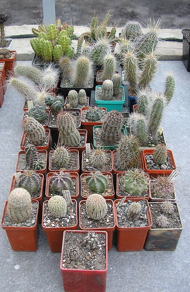 Echinocereus.jpg