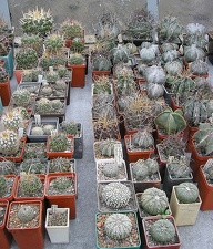 Коллекция Ивановой Елены (Киев)