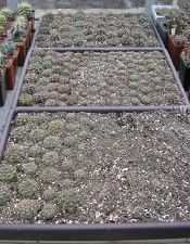 Коллекция Ивановой Елены (Киев)