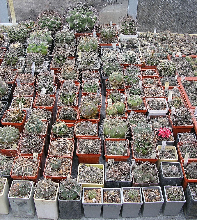 Коллекция Ивановой Елены (Киев)