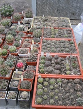 Коллекция Ивановой Елены (Киев)