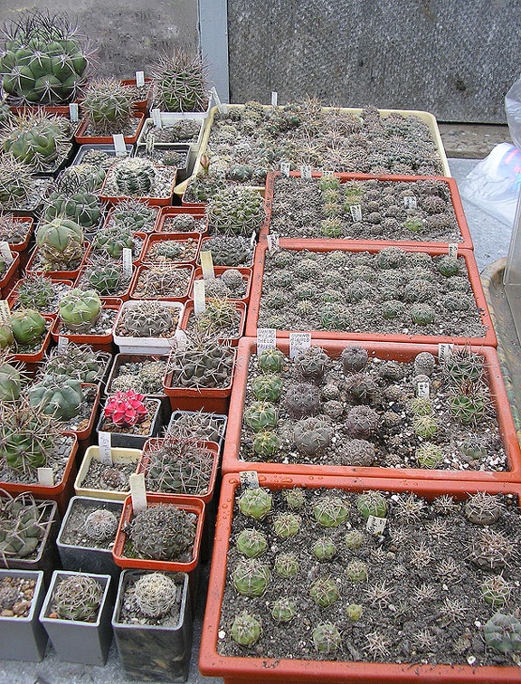 Коллекция Ивановой Елены (Киев)