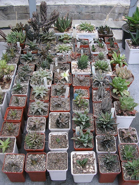 Haworthia-2.jpg