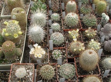 Коллекция Ивановой Елены (Киев)