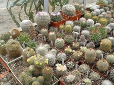 Коллекция Ивановой Елены (Киев)