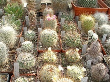 Коллекция Ивановой Елены (Киев)