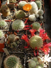 Коллекция Ивановой Елены (Киев)