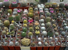 Коллекция Ивановой Елены (Киев)