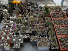 Коллекция Ивановой Елены (Киев)