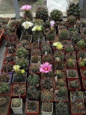 Коллекция Ивановой Елены (Киев)