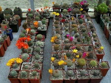 Коллекция Ивановой Елены (Киев)