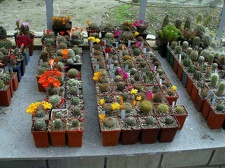 Коллекция Ивановой Елены (Киев)