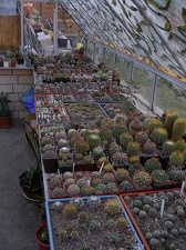 Коллекция Ивановой Елены (Киев)