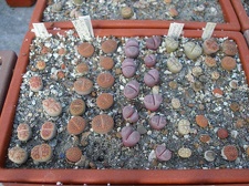 Коллекция Ивановой Елены (Киев)