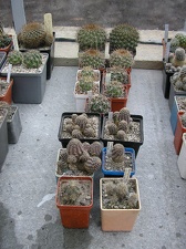 Коллекция Ивановой Елены (Киев)