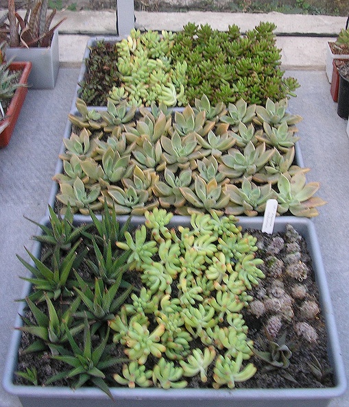 Sedum-other.jpg