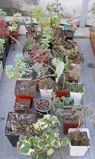 Коллекция Ивановой Елены (Киев)