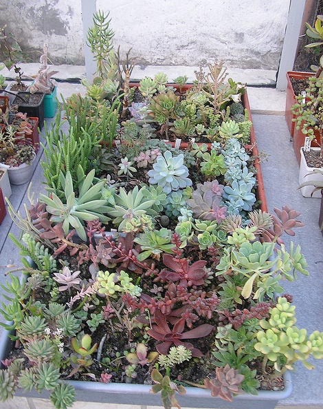 Succulents-2.jpg