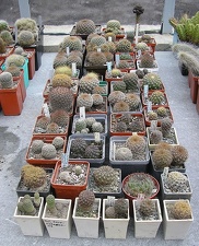 Коллекция Ивановой Елены (Киев)