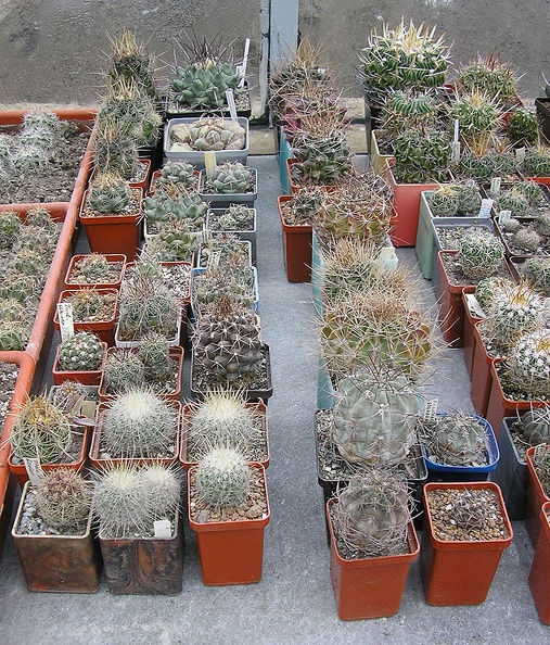 Thelocactus-Hamatocactus-Ac.jpg