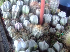 Коллекция Карела Риса  (Чехия, Ноузов)