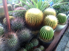 Коллекция Карела Риса  (Чехия, Ноузов)