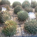 DSCF7143.jpg