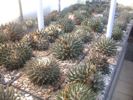 Коллекция Карела Риса  (Чехия, Ноузов)