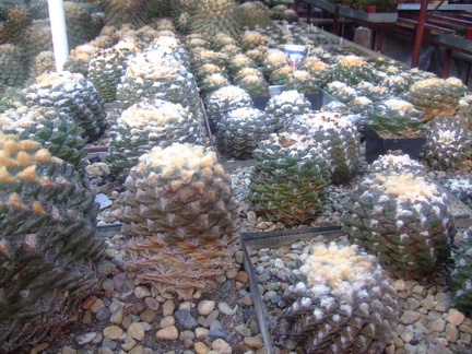 Коллекция Карела Риса  (Чехия, Ноузов)