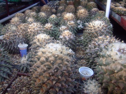 Коллекция Карела Риса  (Чехия, Ноузов)