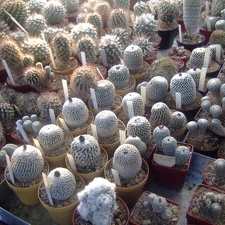 DSCF7148.jpg