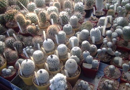DSCF7148.jpg