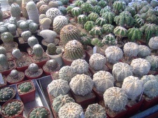 Коллекция Карела Риса  (Чехия, Ноузов)