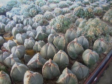 Коллекция Карела Риса  (Чехия, Ноузов)