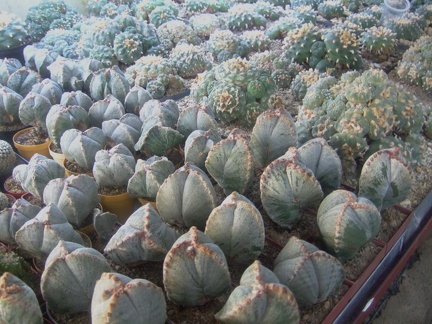 Коллекция Карела Риса  (Чехия, Ноузов)