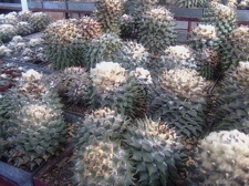 Коллекция Карела Риса  (Чехия, Ноузов)