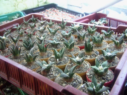 Коллекция Карела Риса  (Чехия, Ноузов)