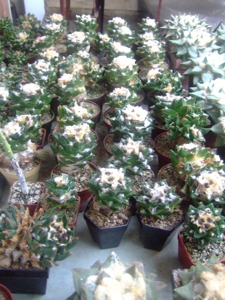 DSCF7156.jpg