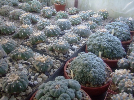 Коллекция Карела Риса  (Чехия, Ноузов)