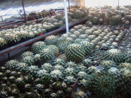 Коллекция Карела Риса (Чехия, Ноузов)