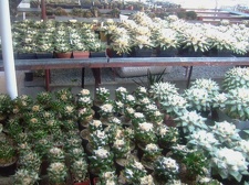 Коллекция Карела Риса  (Чехия, Ноузов)